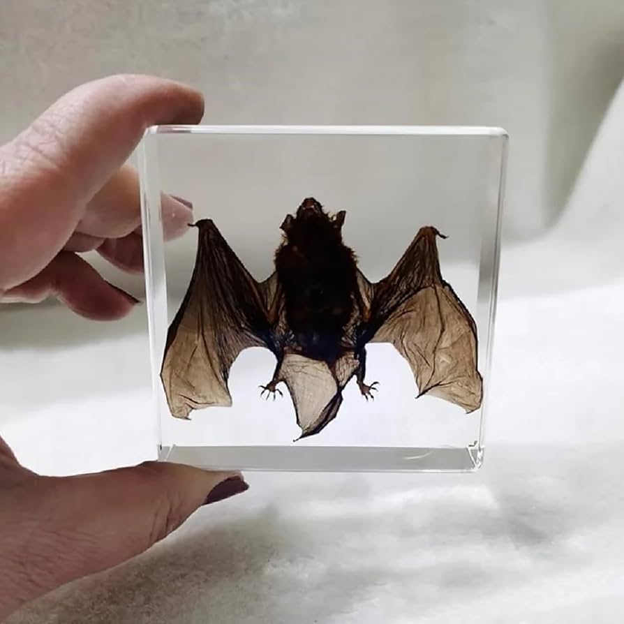 Amazon.co.jp: SUEVAS 動物の剥製コウモリ、樹脂の剥製動物